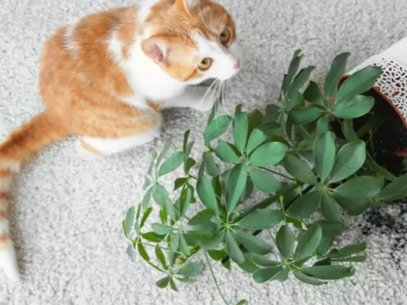 Cat next to a potted plant spilled on durable carpet floor