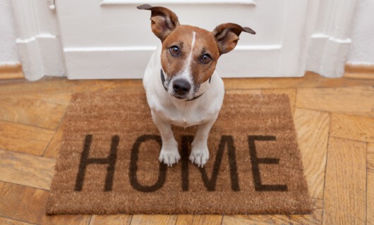 Pet on Door mat | Floorida Floors