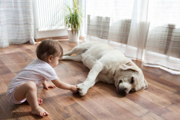 Kid playing with dog | Floorida Floors